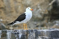 Belcher's Gull